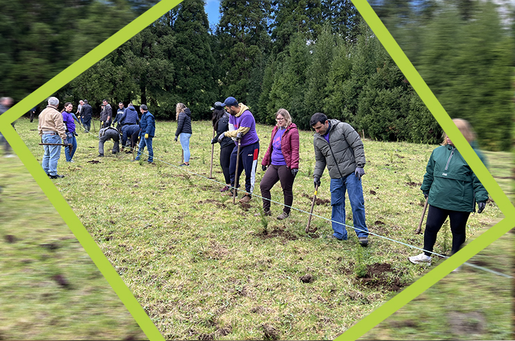 Pessoas a plantar árvores - Cedros-do-mato