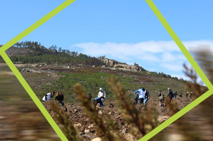 Várias pessoas a plantar carvalhos-negrais