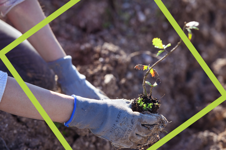 mãos a plantar uma árvore- Carvalho português